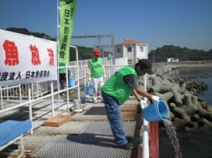 海に放流する兵庫県釣り団体協議会のスタッフ