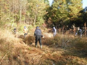 「ブナの木」植樹地の草刈り