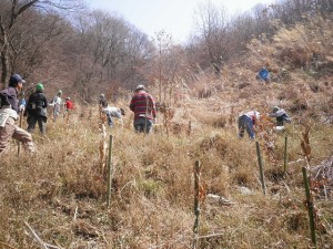 植樹されたクヌギ