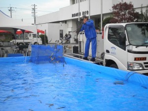 トラックで運ばれて来た魚