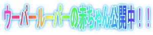 ウーパールーパーの赤ちゃん公開中！！